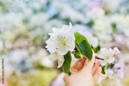 woman hand holding an apple blossom branch with white flowers against beautiful bokeh background, selective focus