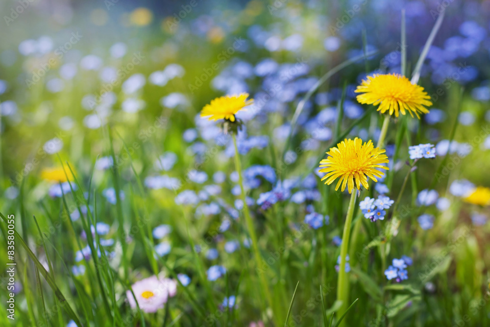beautiful summer meadow with flowers dandelions and forget-me-nots, lovely landscape of nature, natural background