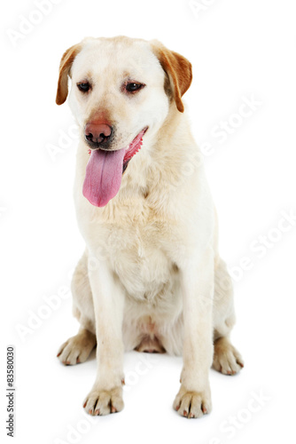 Fototapeta Naklejka Na Ścianę i Meble -  Cute dog isolated on white background