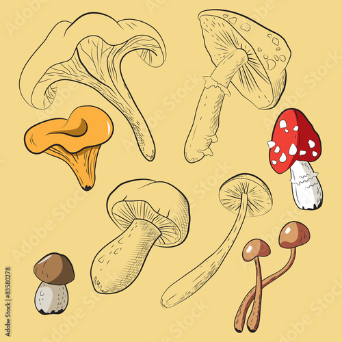 Collection with different mushrooms and circuits of mushrooms