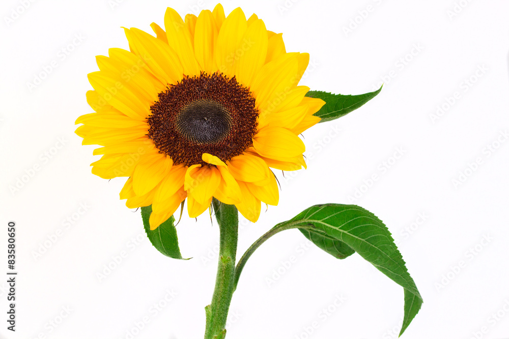 Obraz premium sunflower
