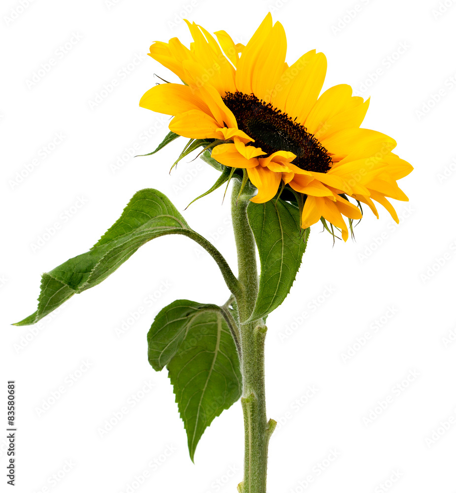 Fototapeta premium sunflower