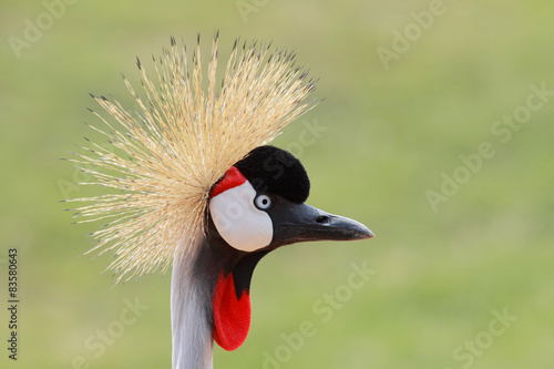 crowned crane