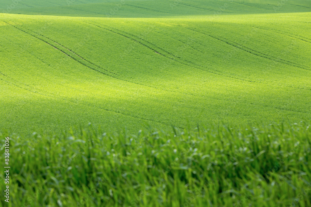 Naklejka premium Tracks on the hills