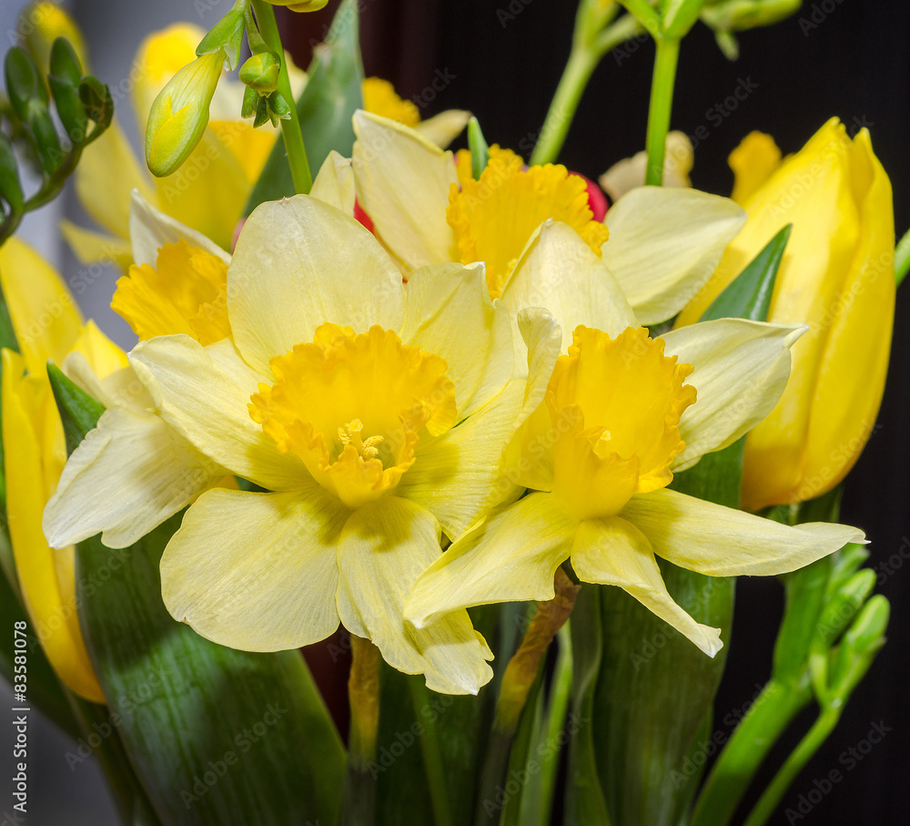 Fototapeta premium Yellow daffodils flowers, close up