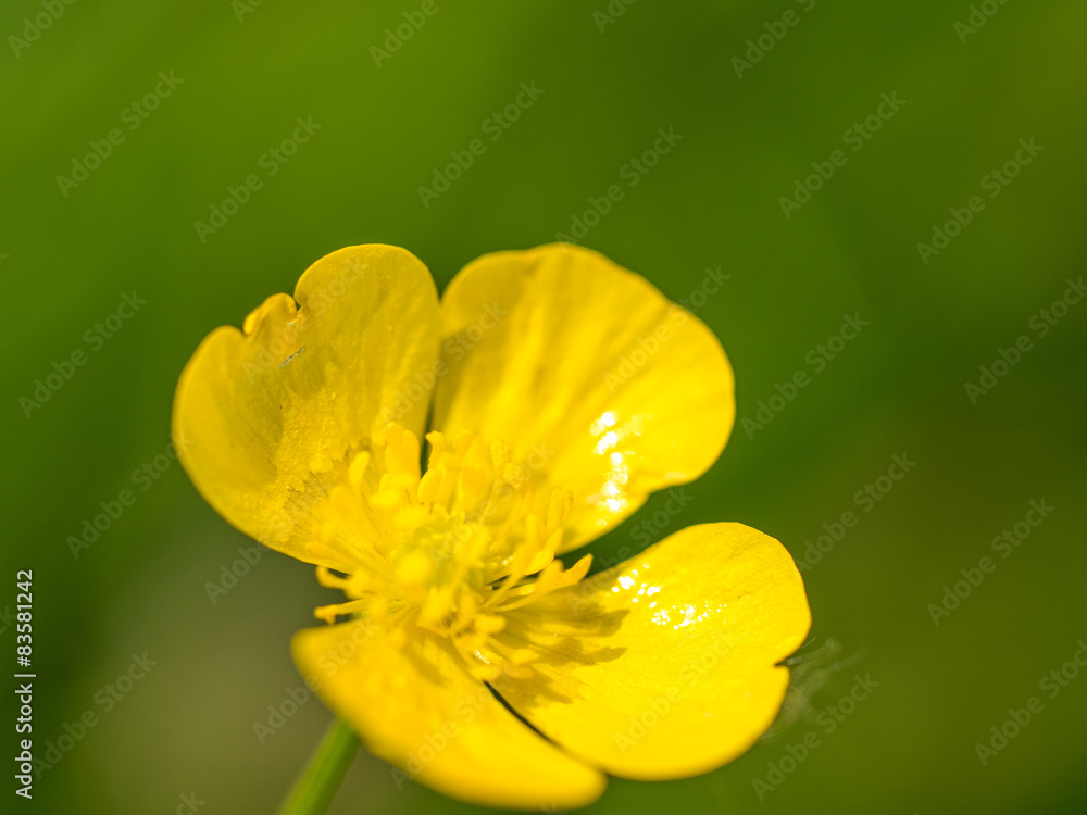 Butterblume Butterblume