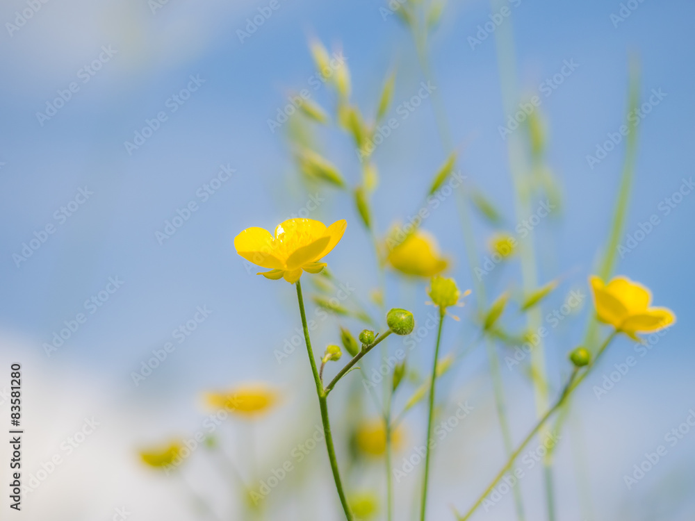 Fototapeta premium Butterblume