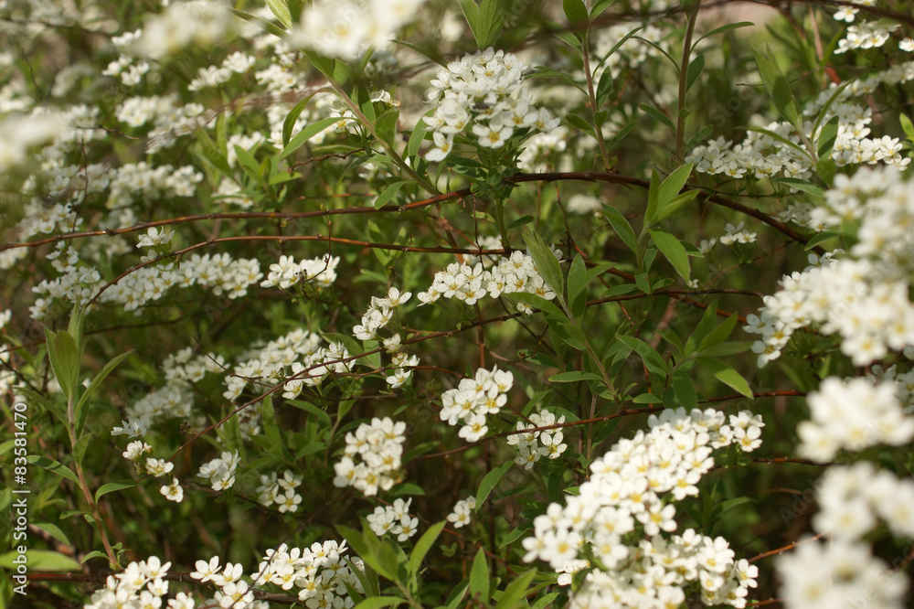Gray Grefsheim, Spiraea cinerea Zabel, blossoming Spirey, Spirea Gray Grefsheim, Spiraea cinerea Zabel, blossoming Spirey, Spirea