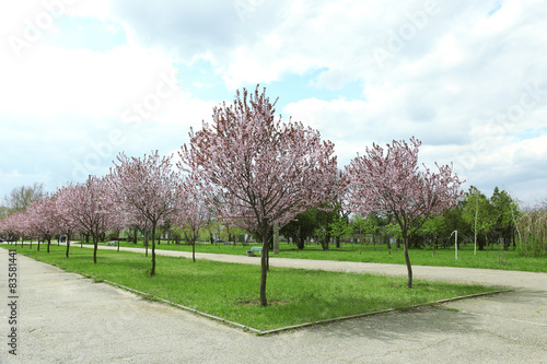Beautiful flowering trees in park