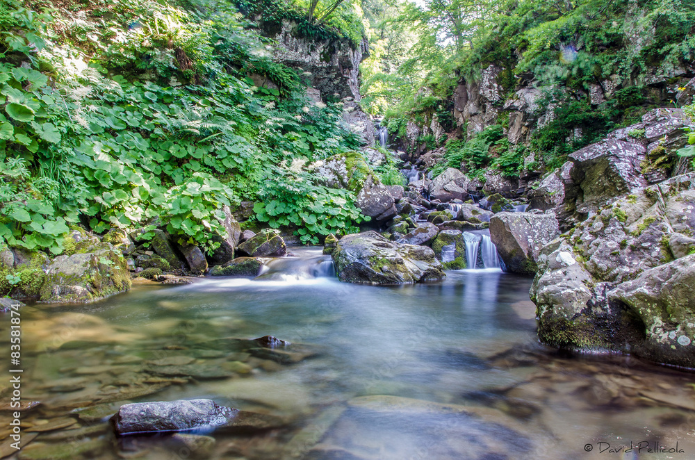 Fiume nel bosco Fiume nel bosco