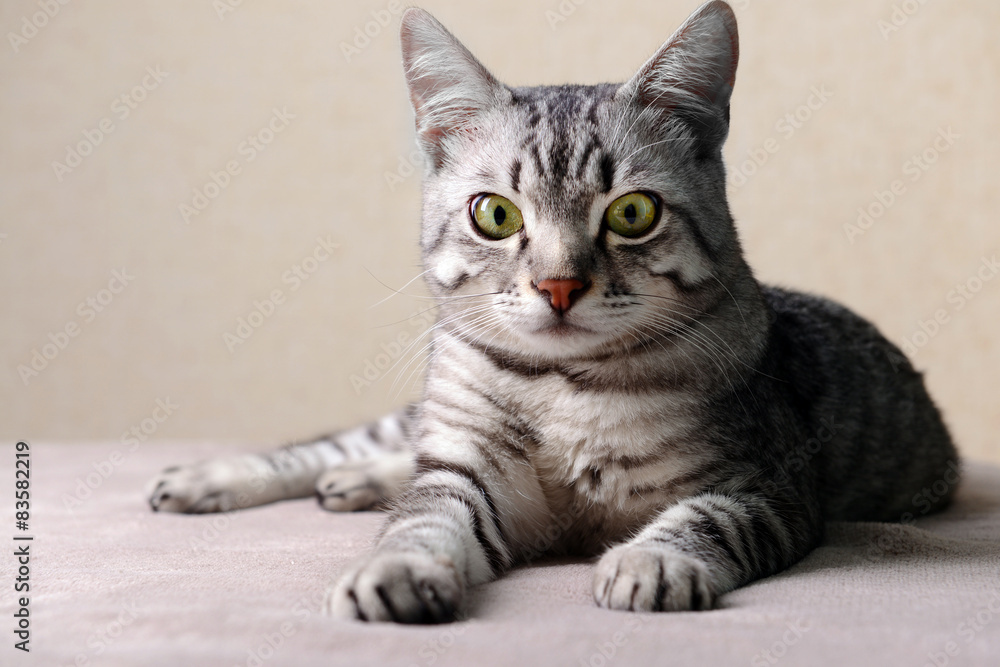 Beautiful cat on beige background