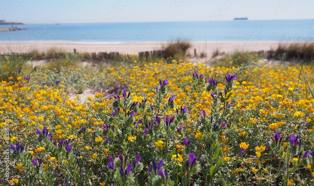 Yellow and violet flowers at Mediterranean beach