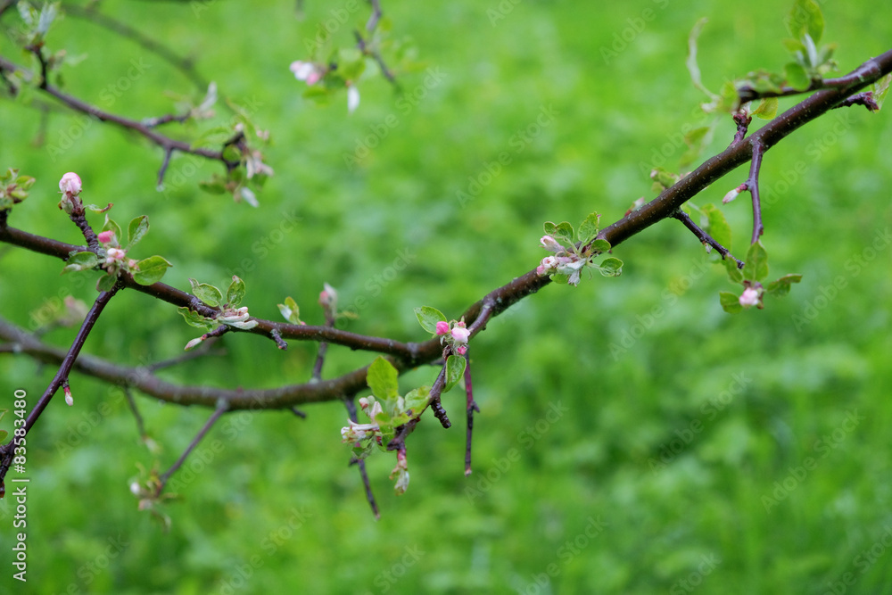Apple tree branch with small flowers