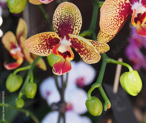Beatiful flower of red and yellow oriental orchid