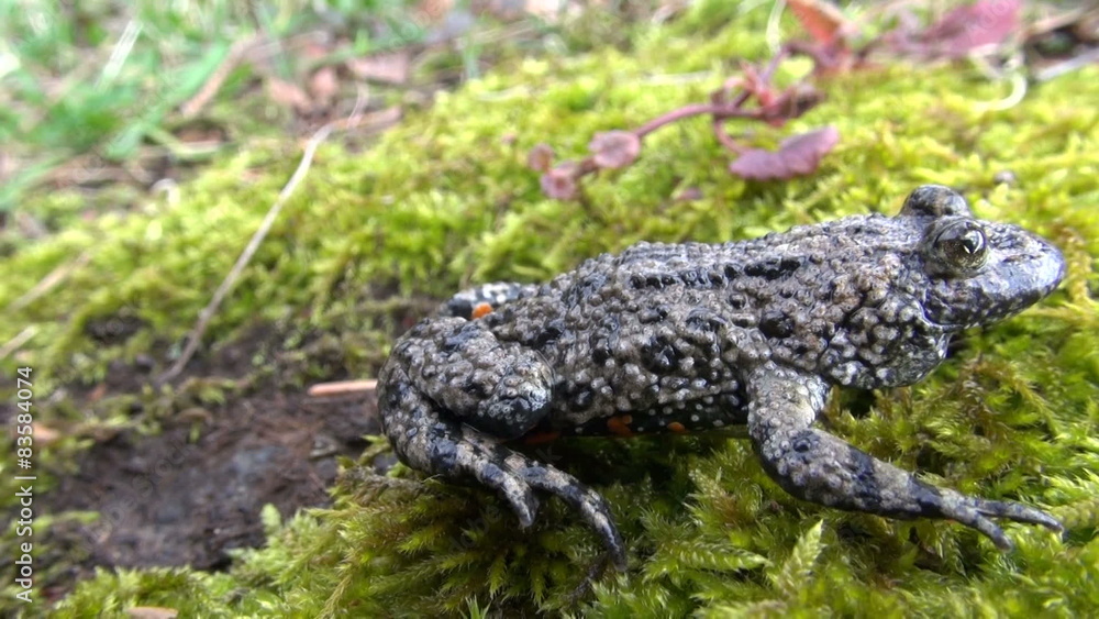 rare frog European Fire-bellied Toad (Bombina bombina) in spring rare frog European Fire-bellied Toad (Bombina bombina) in spring