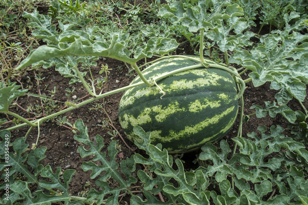 Obraz premium Watermelons on a field