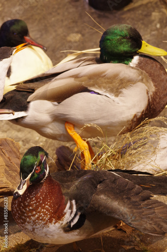 Mallards taxidermy group objects