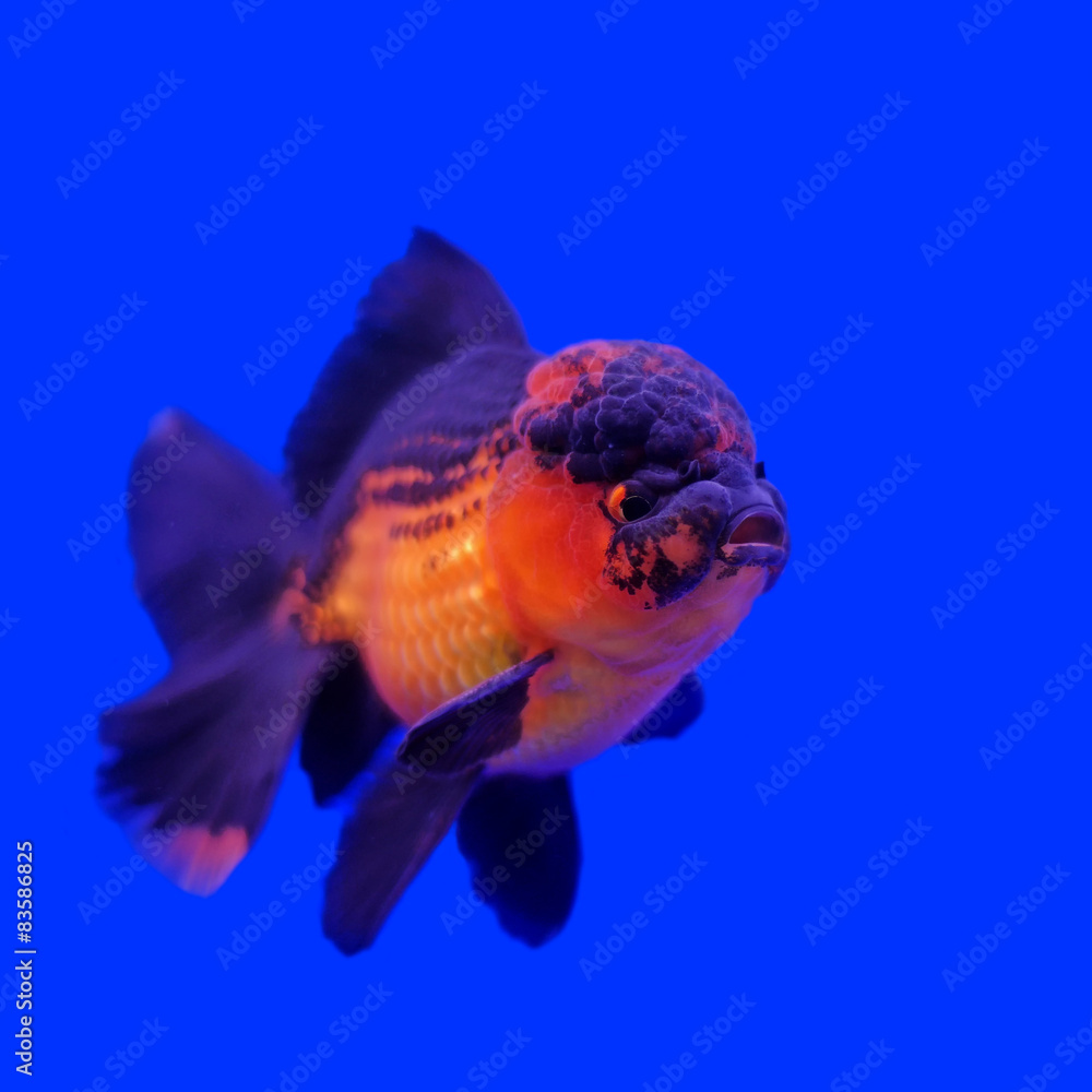 beautiful ranchu or lion head goldfish Stock Photo | Adobe Stock