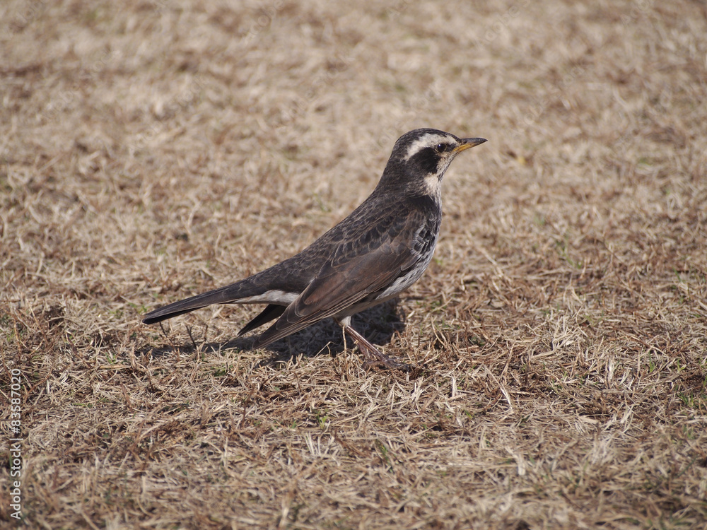 Fototapeta premium Dusky thrush on the lawn (芝生上のツグミ)
