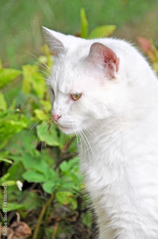 White cat profile