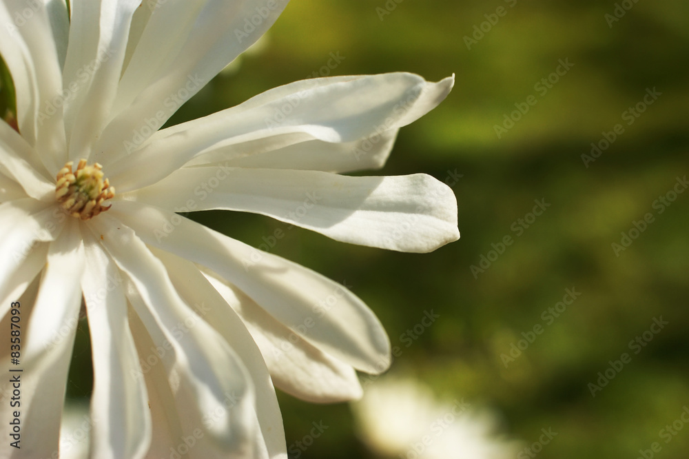Magnolia kobus. White flowers Magnolia kobus. White flowers