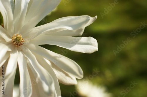 Magnolia kobus. White flowers