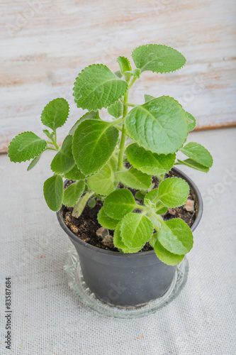 Cuban oregano in a black pot (Mexican Mint) photo