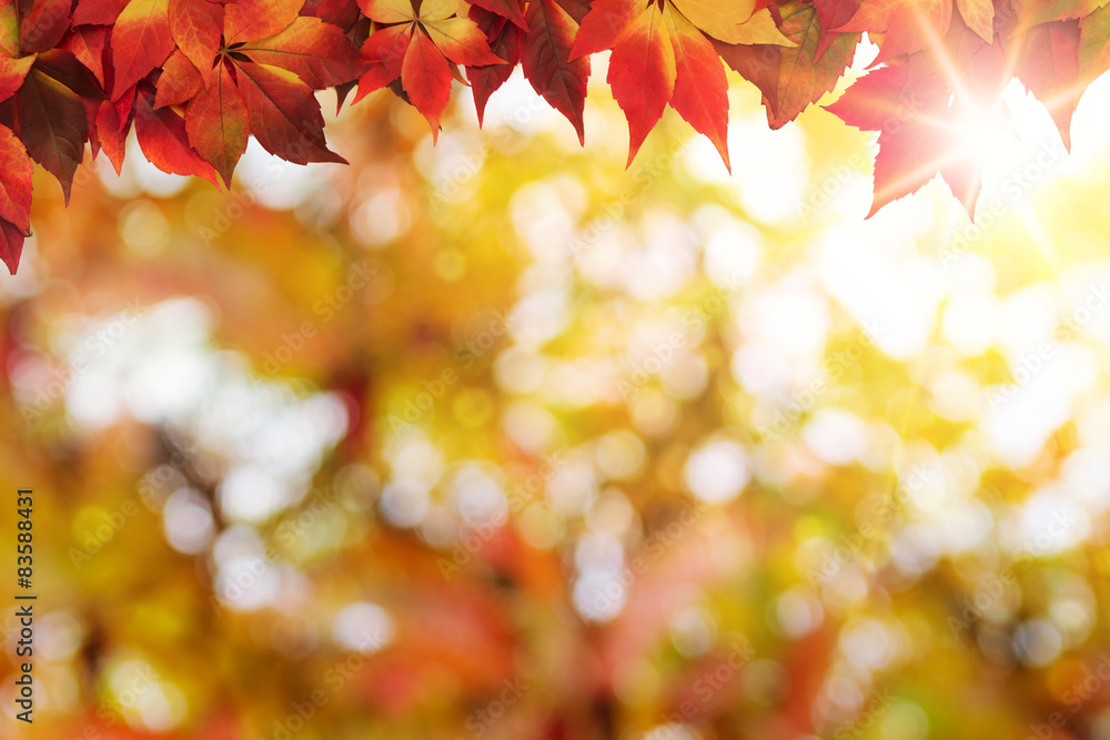 Abstract defocused autumn background with copy space Abstract defocused autumn background with copy space