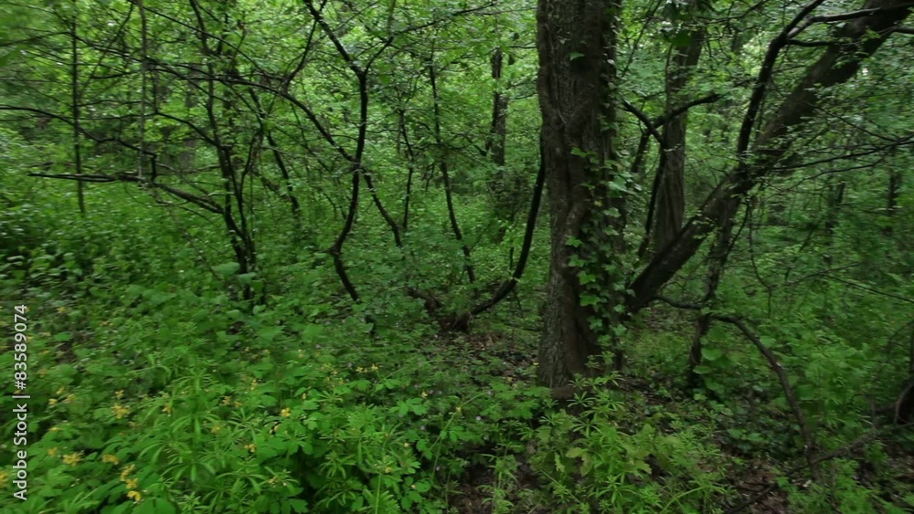 HD 1080 steadicam: deciduous forest at spring HD 1080 steadicam: deciduous forest at spring