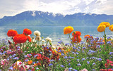 Spring flowers and mountains