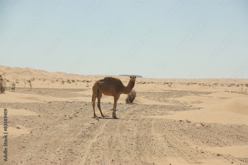A curious Dromedary blocking our track during an offroad trip through Tunisia A curious Dromedary blocking our track during an offroad trip through Tunisia