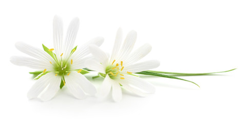 White flowers