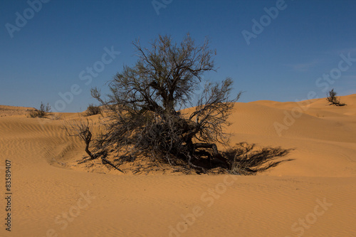 A sturdy bush in the dry Tunisian desert in the northern part of the Sahara proving its durability under these extreme climate conditions