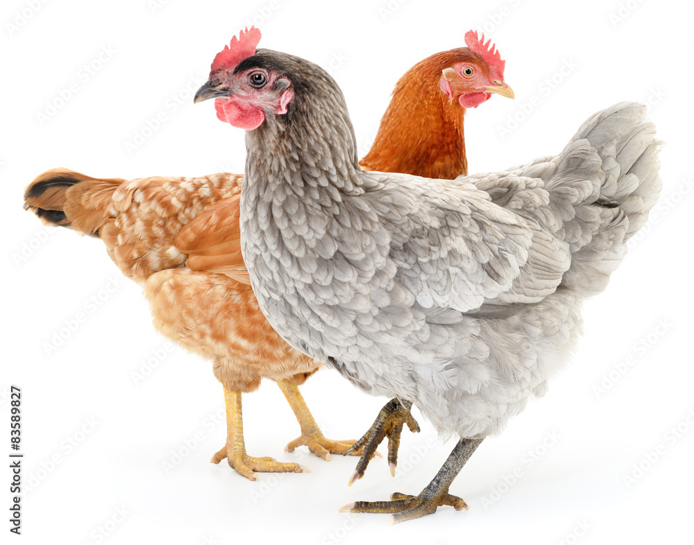 Fototapeta premium Two hens