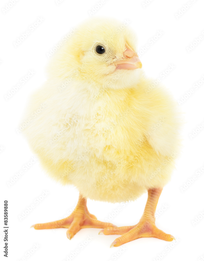 Obraz premium Small chicken