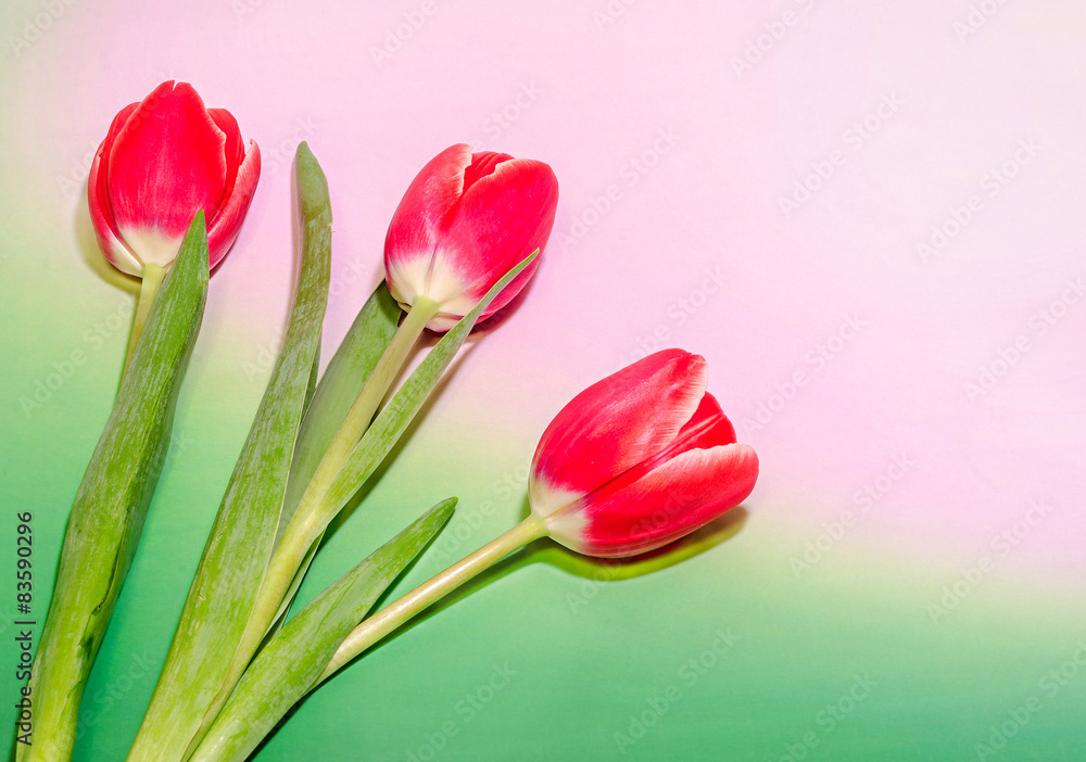 Red tulips flowers, gradient background Red tulips flowers, gradient background