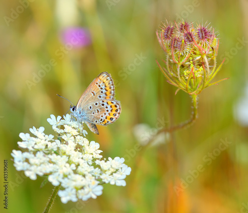 Wallpaper Mural Common blue (Polyommatus icarus) Torontodigital.ca