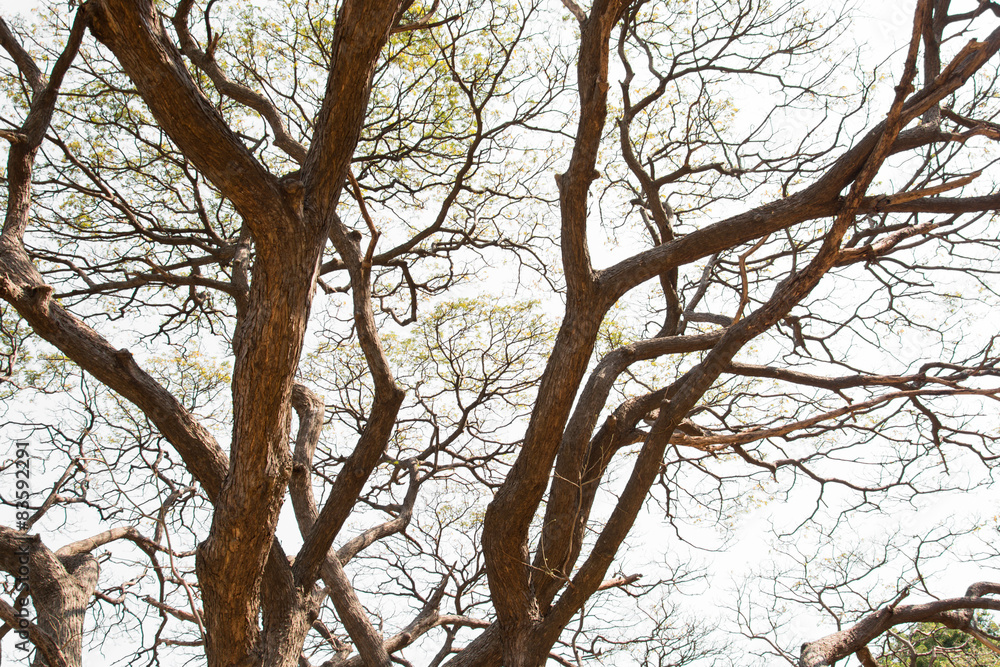 Fototapeta premium Branching off. Organic