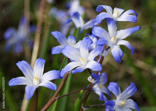 Blue flower on a green background.