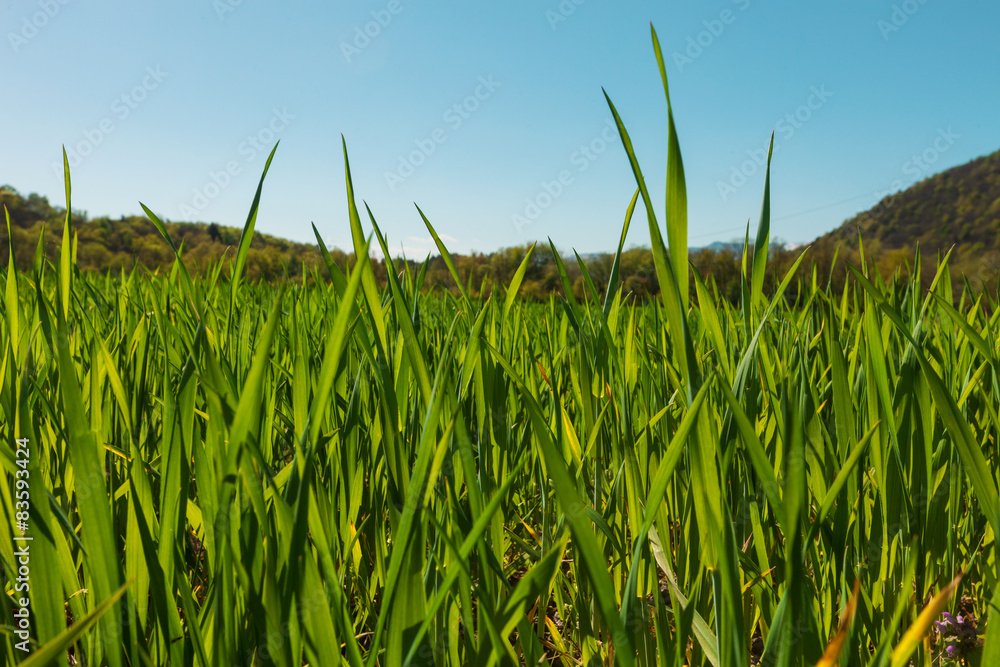 Obraz premium Field of green grass and light blue sky