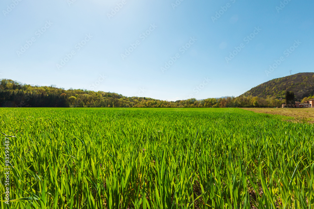 Field of green grass and light blue sky