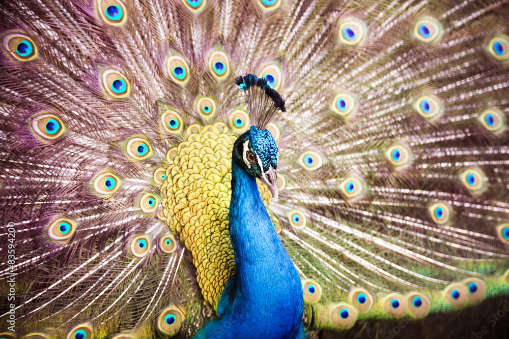 Fototapeta premium Beautiful peacock