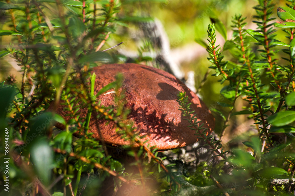 Fototapeta premium Mushroom in the green grass a sunny autumn day