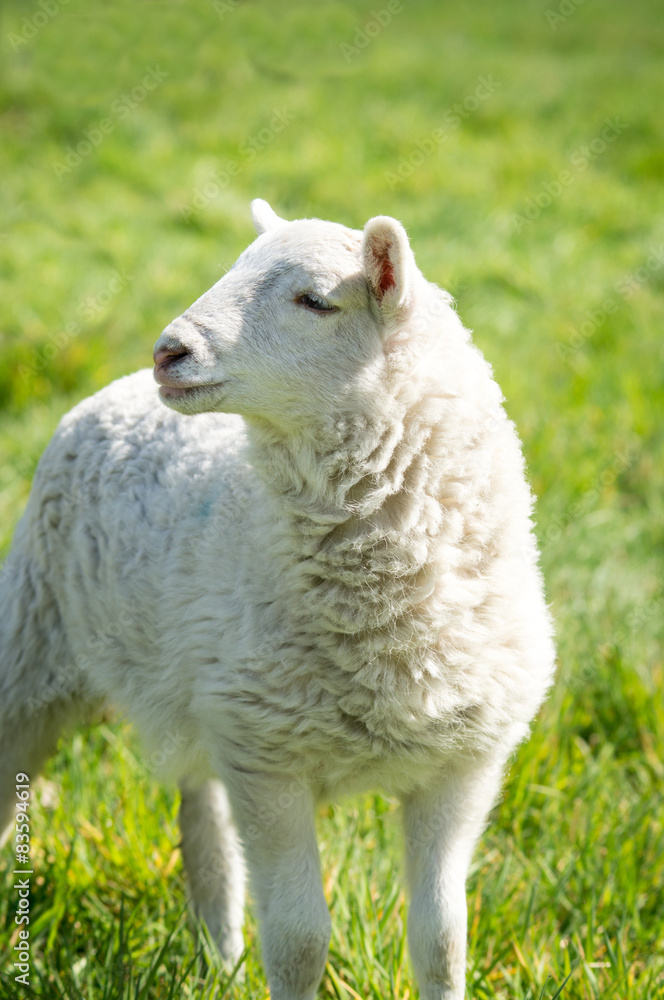 Weißes Lamm auf einer grünen Wiese im Sonnenschein Weißes Lamm auf einer grünen Wiese im Sonnenschein