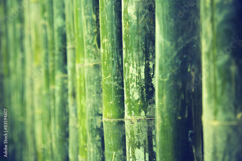 Bamboo Texture