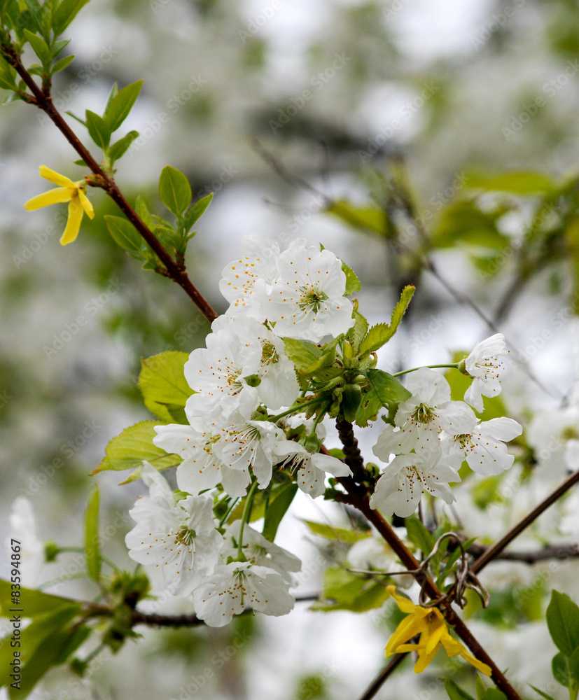 Obraz premium spring