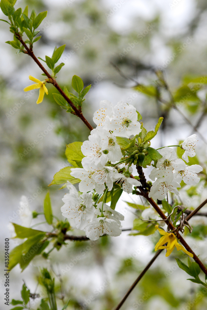 plum blossom plum blossom