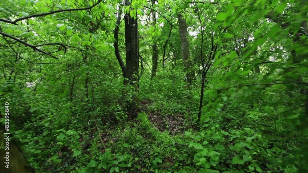HD 1080 steadicam: deciduous forest at spring HD 1080 steadicam: deciduous forest at spring