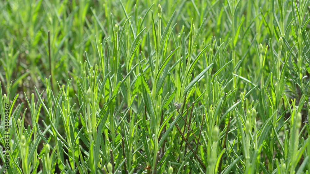 Obraz premium rosmarin