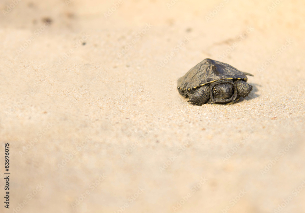 little turtle crawling on sand